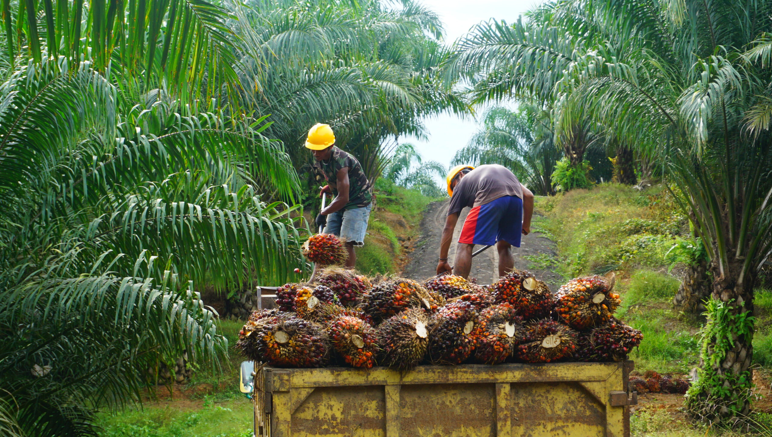 Wie Kinderarbeit Indonesiens Palmölindustrie antreibt