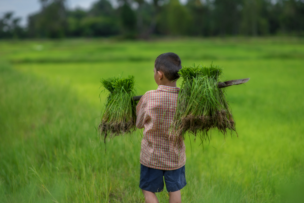 Kinderarbeit in der Landwirtschaft: eine gefährliche, aber weltweit verbreitete Praxis